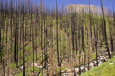 Forest fire 1901055 1920
